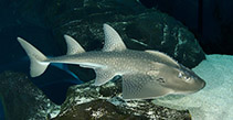 Image of Rhina ancylostomus (Bowmouth guitarfish)