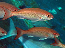 Image of Rhomboplites aurorubens (Vermilion snapper)