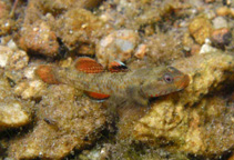 Image of Rhinogobius duospilus 