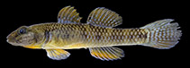 Image of Rhinogobius estrellae (Estrella goby)