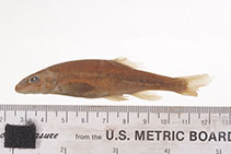 Image of Rhinichthys evermanni (Umpqua dace)