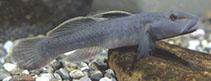 Image of Rhinogobius ogasawaraensis 