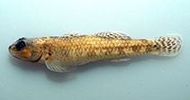 Image of Rhinogobius ponkouensis 