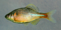 Image of Rhodeus pseudosericeus 