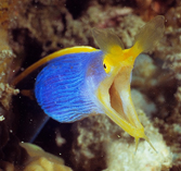 Image of Rhinomuraena quaesita (Ribbon moray)