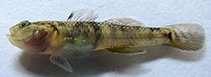 Image of Rhinogobius similis 