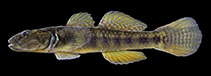 Image of Rhinogobius tandikan (Tandikan goby)