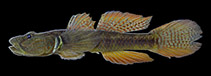 Image of Rhinogobius tandikan (Tandikan goby)