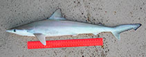 Image of Rhizoprionodon taylori (Australian sharpnose shark)