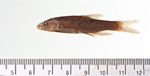 Image of Rhinichthys umatilla (Umatilla dace)