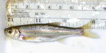 Image of Richardsonius egregius (Lahontan redside)