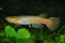 Image of Rivulus tomasi 