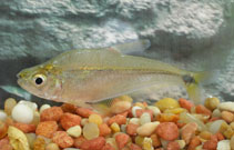 Image of Roeboides bouchellei (Crystal tetra)