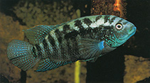 Image of Rocio octofasciata (Jack Dempsey)