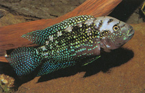 Image of Rocio octofasciata (Jack Dempsey)