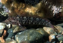 Image of Ruanoho decemdigitatus (Longfinned triplefin)