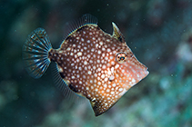 Image of Rudarius ercodes (Whitespotted pygmy filefish)