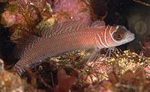 Image of Ruanoho whero (Spectacled triplefin)