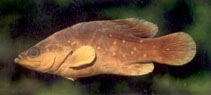 Image of Rypticus maculatus (Whitespotted soapfish)