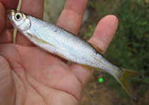 Image of Salmostoma acinaces (Silver razorbelly minnow)