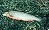 Image of Salvelinus alpinus (Arctic char)