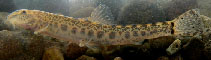 Image of Sabanejewia balcanica (Balcan spined loach)