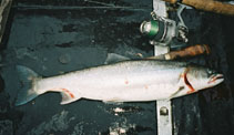 Image of Salvelinus boganidae (Boganida char)