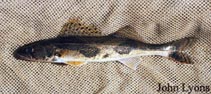 Image of Sander canadensis (Sauger)