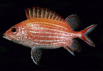 Image of Sargocentron ensifer (Yellow-striped squirrelfish)