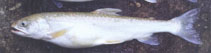 Image of Salvelinus evasus 