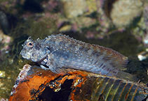 Image of Salarias fasciatus (Jewelled blenny)