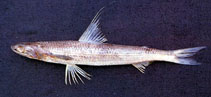 Image of Saurida filamentosa (Threadfin saury)