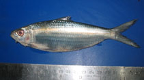 Image of Sardinella fimbriata (Fringescale sardinella)