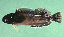 Image of Salariopsis fluviatilis (Freshwater blenny)