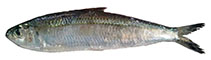 Image of Sardinella goni (Gon\