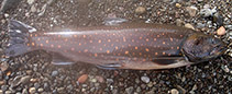 Image of Salvelinus kuznetzovi 