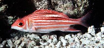 Image of Sargocentron microstoma (Smallmouth squirrelfish)