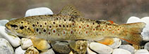 Image of Salmo pelagonicus 