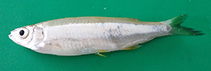 Image of Salmostoma phulo (Finescale razorbelly minnow)