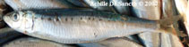 Image of Sardina pilchardus (European pilchard)