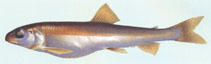 Image of Salvelinus profundus 