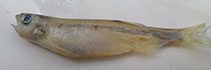 Image of Salmostoma punjabense (Punjab razorbelly minnow)