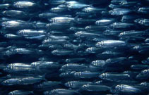 Image of Sardinella rouxi (Yellowtail sardinella)