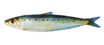 Image of Sardinops sagax (Pacific sardine)