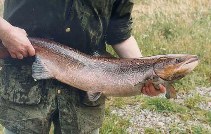 Image of Salmo salar (Atlantic salmon)