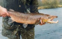 Image of Salmo salar (Atlantic salmon)