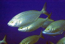 Image of Sarpa salpa (Salema)