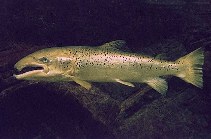 Image of Salmo salar (Atlantic salmon)