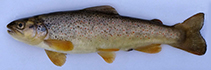 Image of Salmo tigridis (Tigris trout)