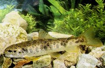 Image of Salmo trutta (Sea trout)